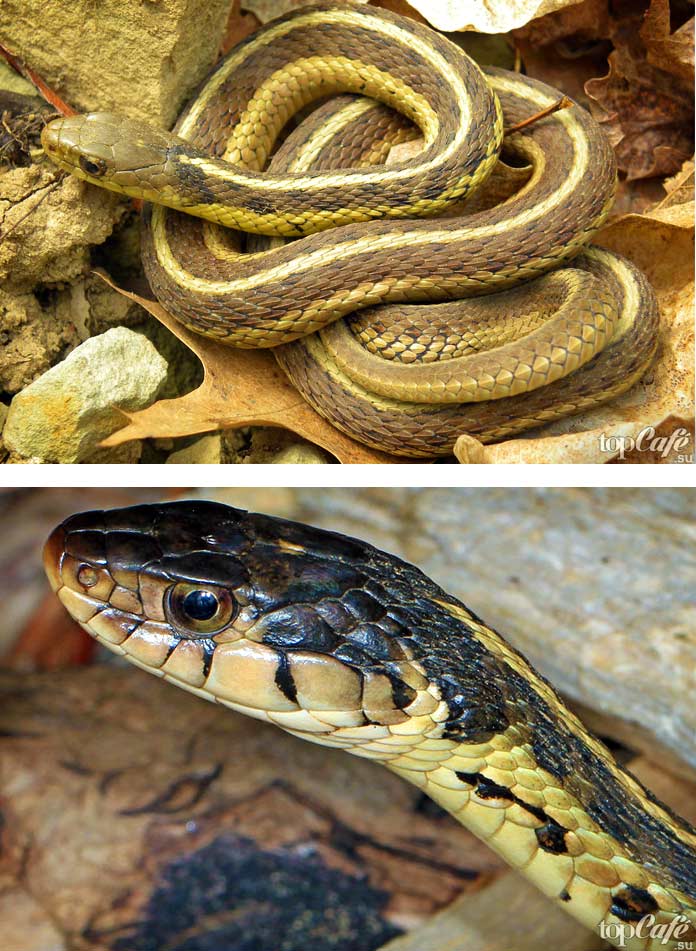 Подвязочный уж. СС0