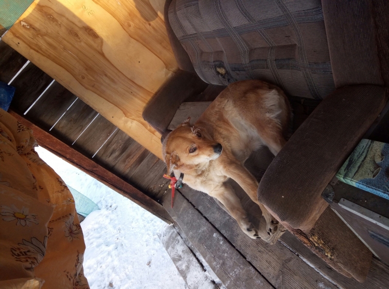 5 лет назад собака родила под крыльцом в лютые морозы, спасти удалось одного одного щенка...