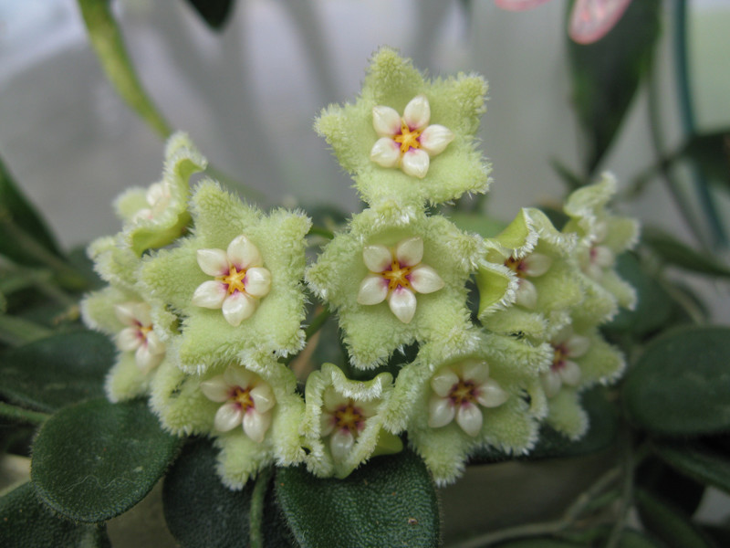 Hoya serpens красота, лиана, природа, флора, хойя, цветы, чудеса