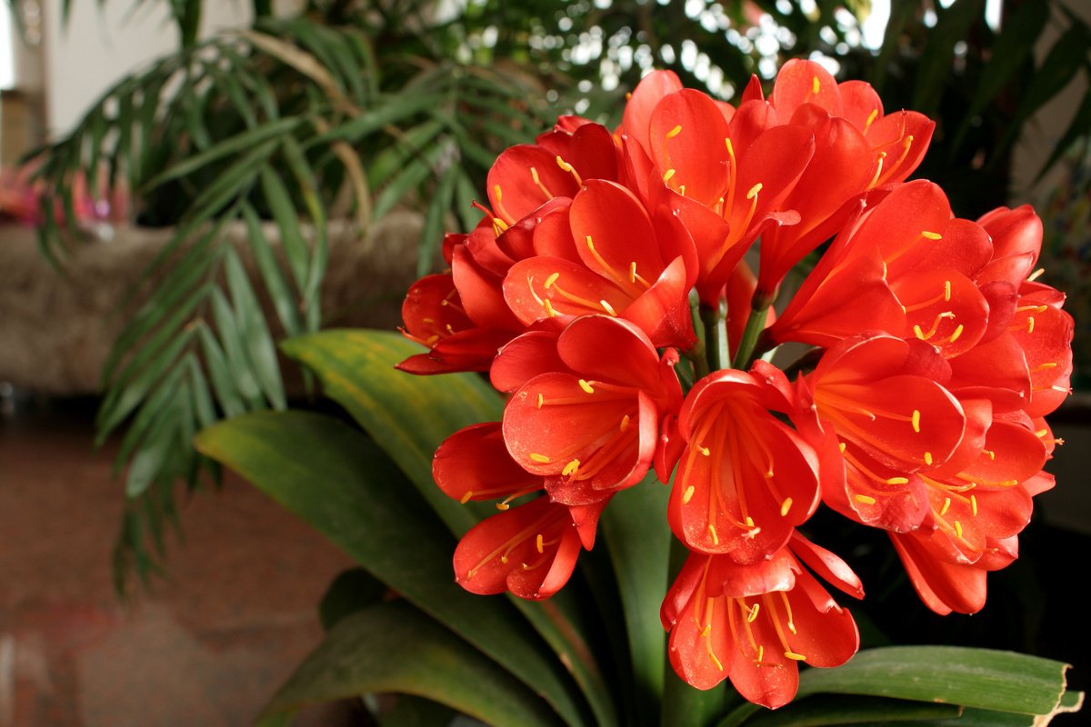 Кливия — комнатная долгожительница среди красивоцветущих. Уход в домашних условиях комнатные растения