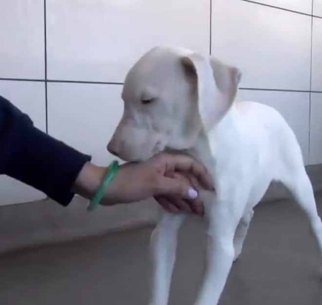 Щенок и рука