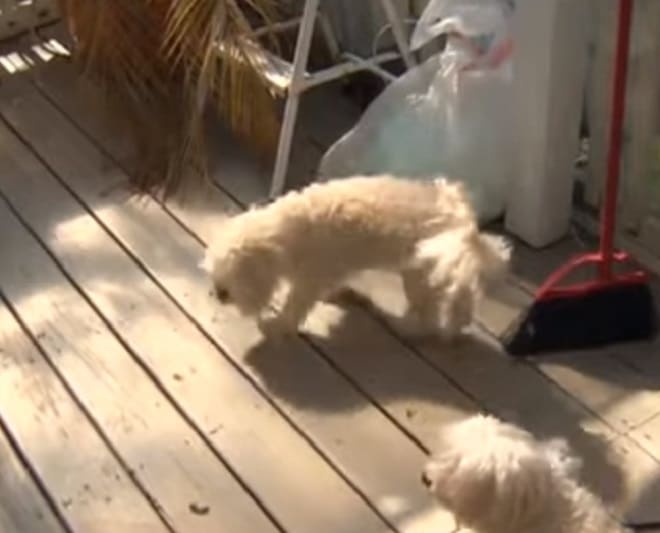 Белые собаки