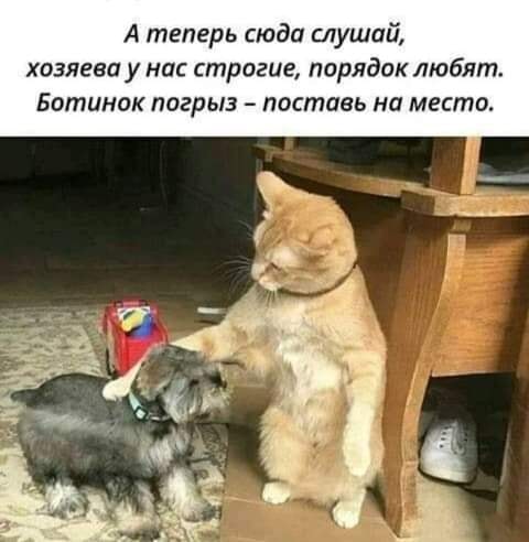 Юмор из интернета 645 Юмор из интернета 645 позитив,смех,улыбки,юмор