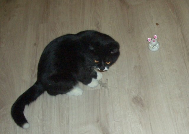 Сложность выбора животные, котенок, котенок играет, коты, питомцы