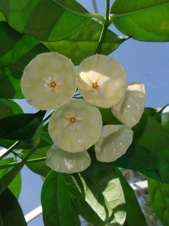Hoya campanulata красота, лиана, природа, флора, хойя, цветы, чудеса