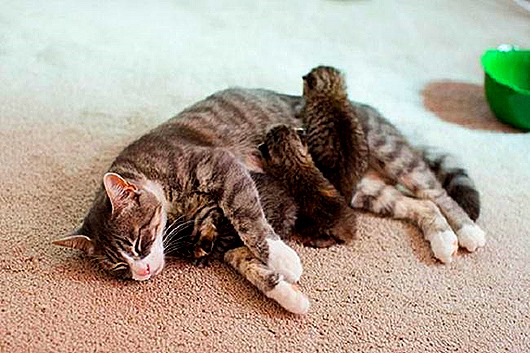 Мамаши ... и папаши животные,позитив