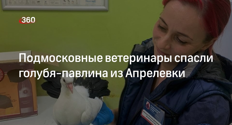 Подмосковные ветеринары спасли голубя-павлина из Апрелевки