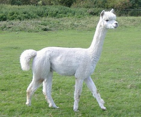 25 самых необычных животных в мире (25 фото)