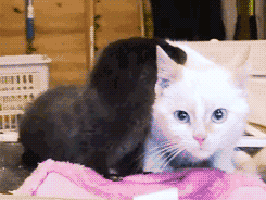 Зачетные и прикольные гифки для улыбки Зачетные и прикольные гифки для улыбки