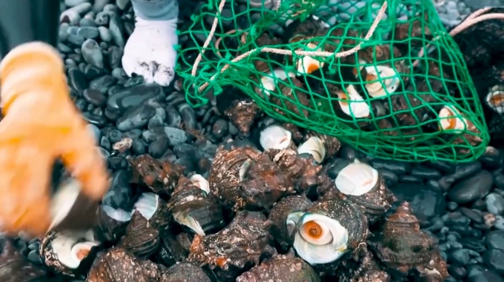 Загадка устрицы животные