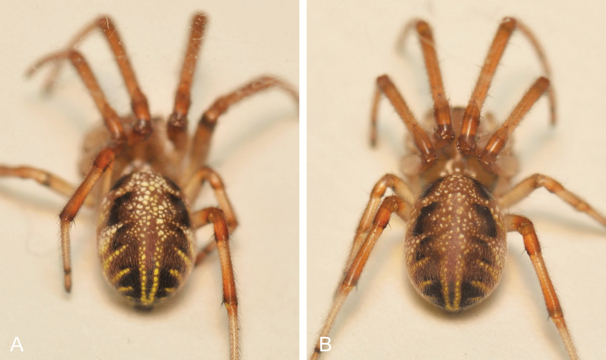 В зависимости от состояния паука, пятнышки на его теле могут быть ярче или темнее. Это паук Phonognatha graeffei. Слева — он спокоен и пятнышки хорошо видно, а справа — он в стрессе, пятна стали менее заметными и мельче.  