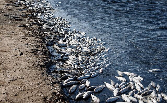 В Азовском море прогнозируется массовая гибель рыбы