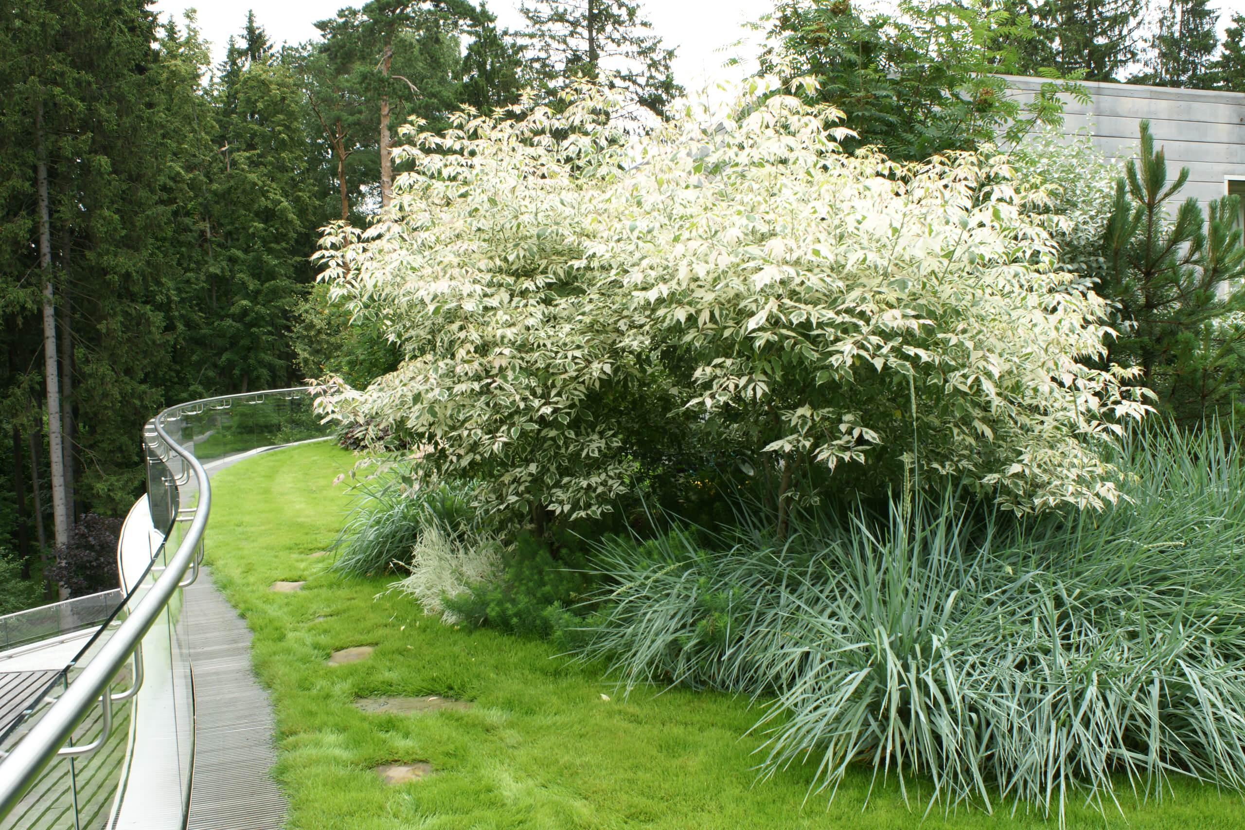 Cornus Alba Flaviramea