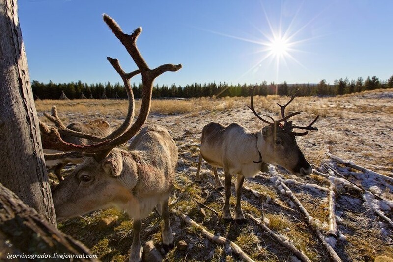 Где живут оленеводы: путешествие в Лапландию Лапландия,олени,Финляндия