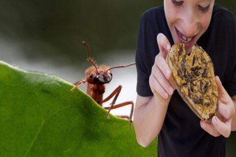 Африканский бургер из 500 тысяч комаров – решитесь ли вы его попробовать?