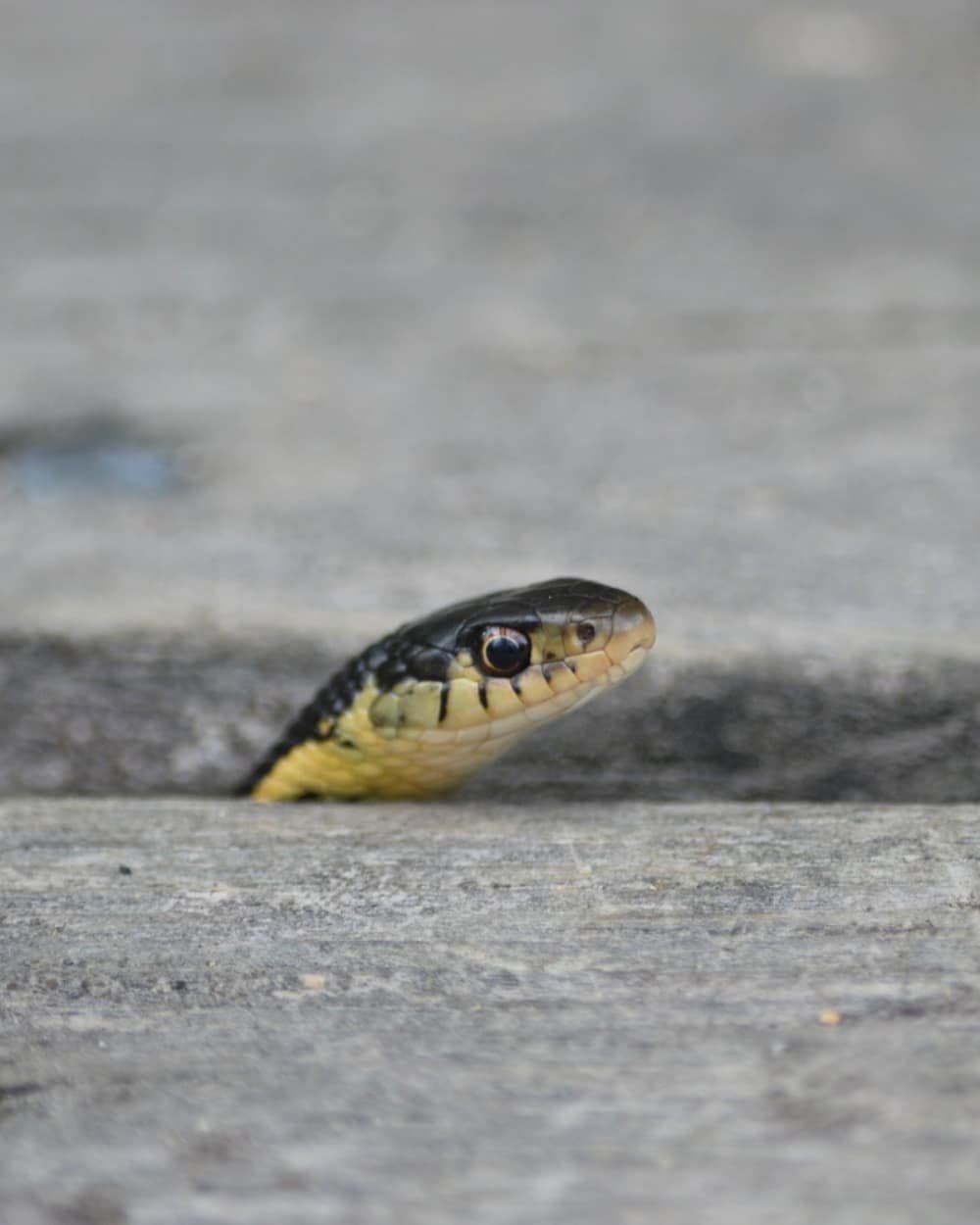 Тысячи змей в одном месте: острые ощущения для туристов Тысячи змей в одном месте: острые ощущения для туристов заграница,туризм