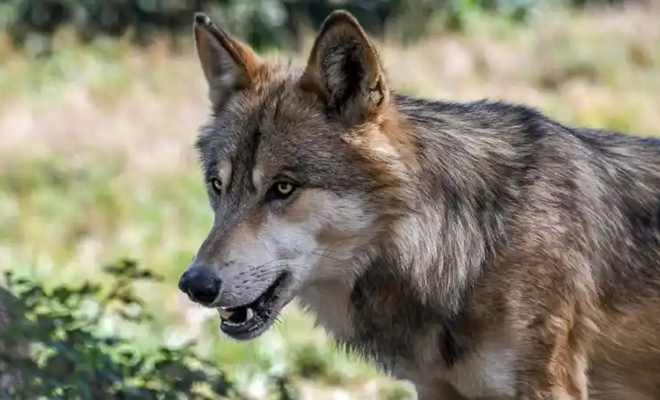 Водитель ехал по лесу за велосипедистом и заметил, что на того начала охоту стая волков