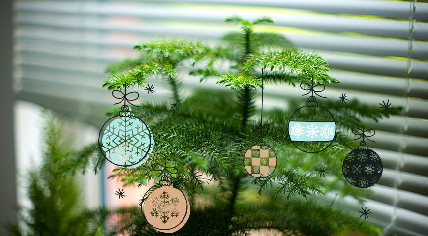 Араукария - комнатная елка, самая долговечная и ЭКОлогичная замена новогодней елки