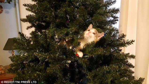 Новогодние котейки