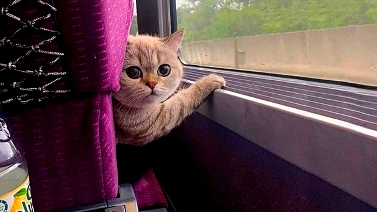 Неожиданное явление кота народа