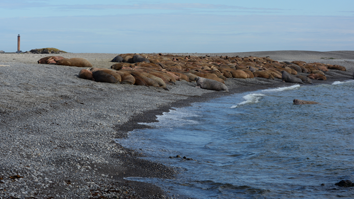 Лежбище атлантических моржей на острове Матвеев – ключевое для животных в регионе. Фото Ивана Мизина.