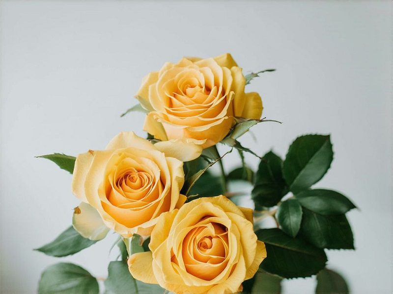 желтые розы