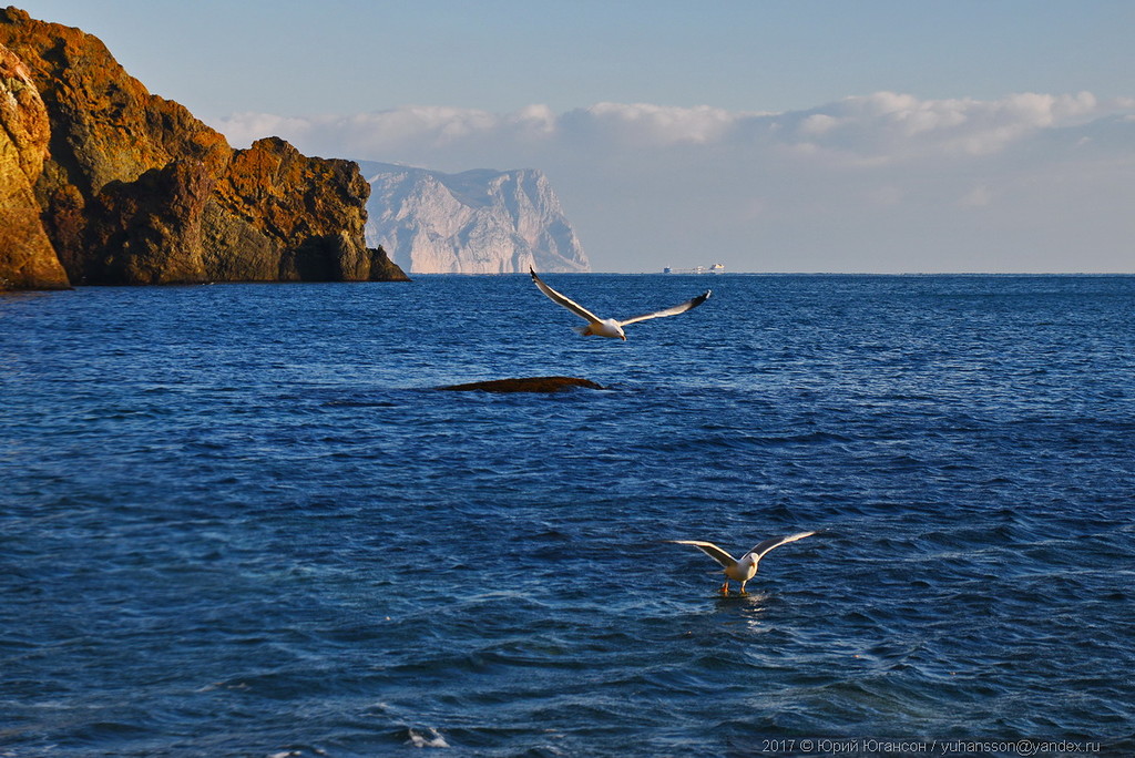 Над морем 3. Гифка Чайки над морем. Анимация. Чайка над морем. Анимация Чайки над морем. Гиф Чайки над морем.