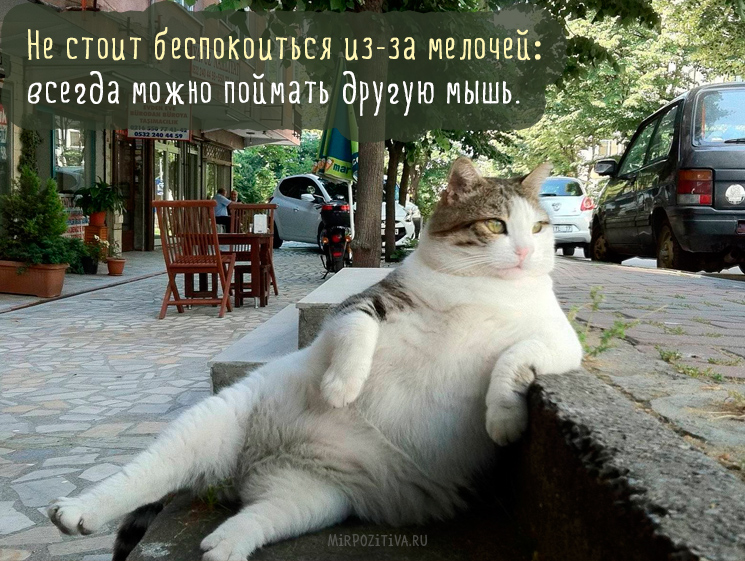кот вальяжно сидит на скамейке кот вальяжно сидит на скамейке