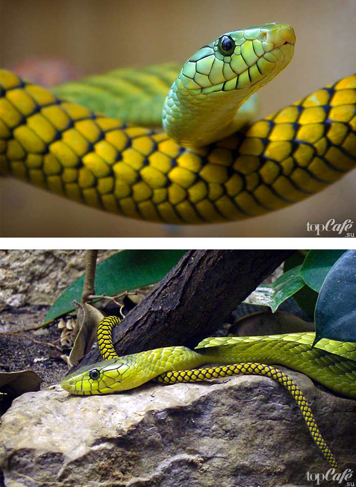 Самые красивые змеи: Зелёная мамба. СС0