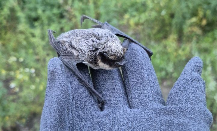 Нижегородка спасла летучую мышь в центре города