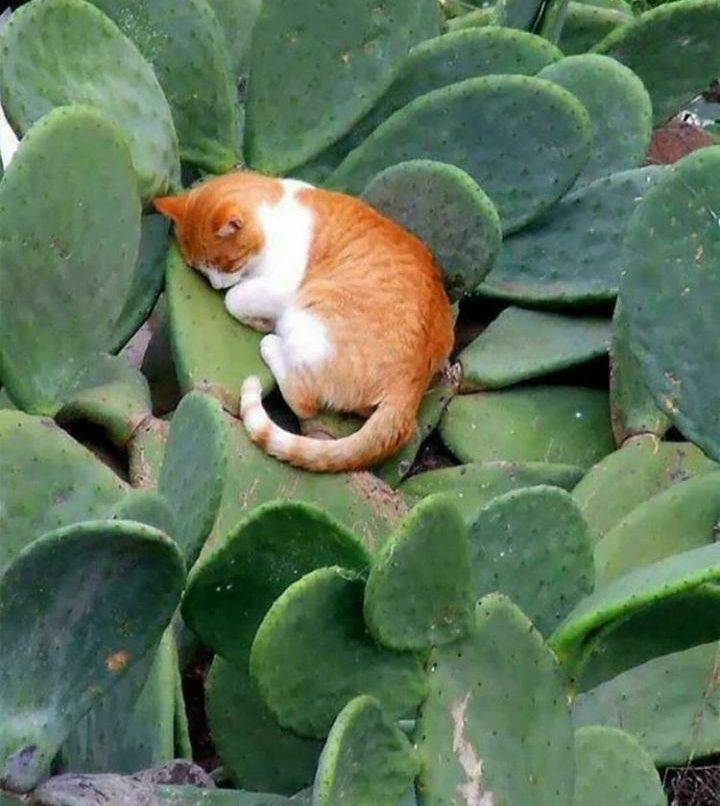 Подборка прикольных картинок. Вечерний выпуск Подборка прикольных картинок. Вечерний выпуск смешные картинки,фото-приколы,юмор