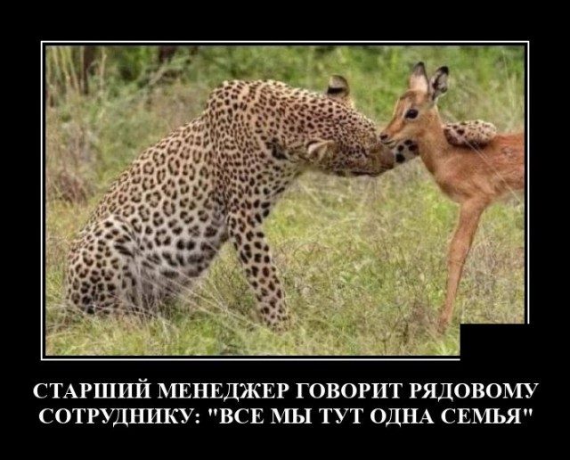 Смешные картинки в чёрной рамке для хорошего настроения! 