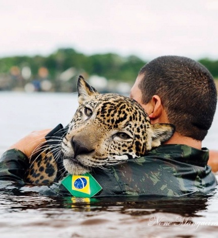 Сын полка — откуда в рядах бразильской армии взялся самый настоящий ягуар