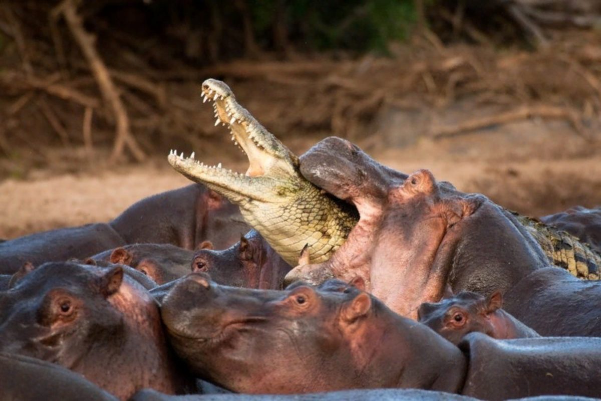 Борьба крокодилов и бегемотов - вечна. Первые охотятся на детёнышей гиппопотамов, вторые их за это убивают. 