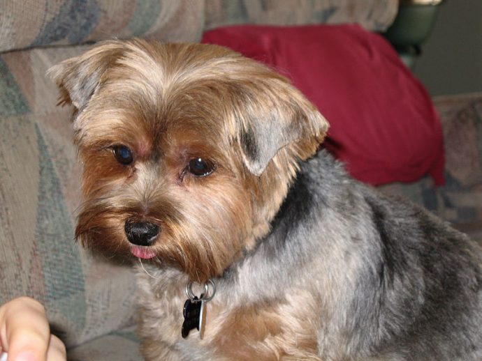 NTD-800px-4_year_old_Yorkie_Leo