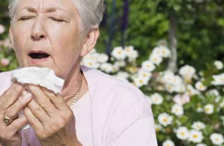 Аллергия на амброзию, пыль, солнце, пищевая и медикаментозная. Народные рецепты лечения
