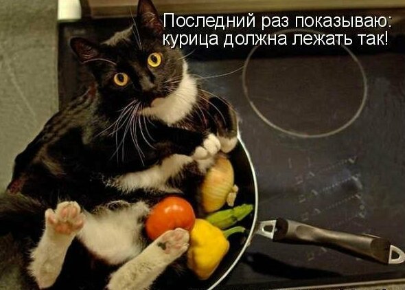 Картинки котяр с смешными надписями  