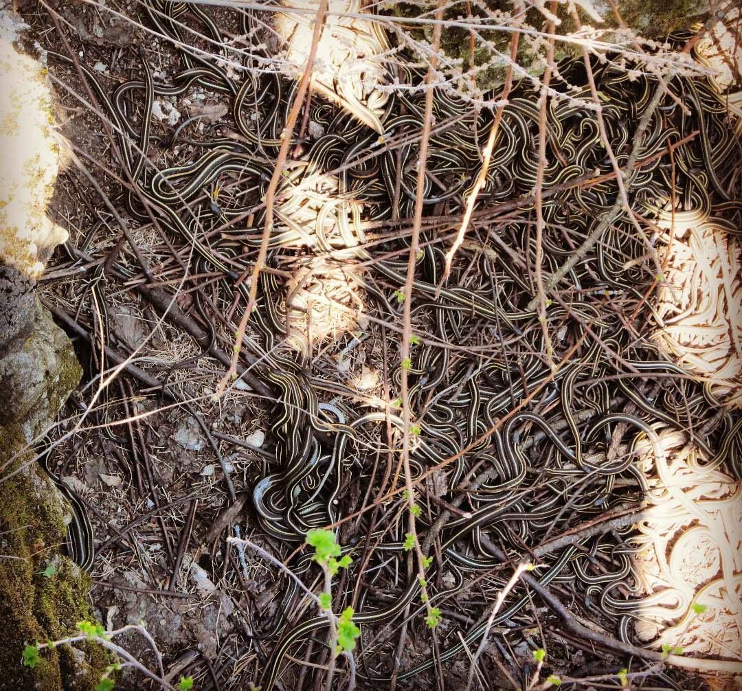 Тысячи змей в одном месте: острые ощущения для туристов Тысячи змей в одном месте: острые ощущения для туристов заграница,туризм