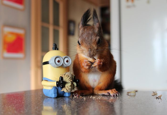 Животные, белка, позитив