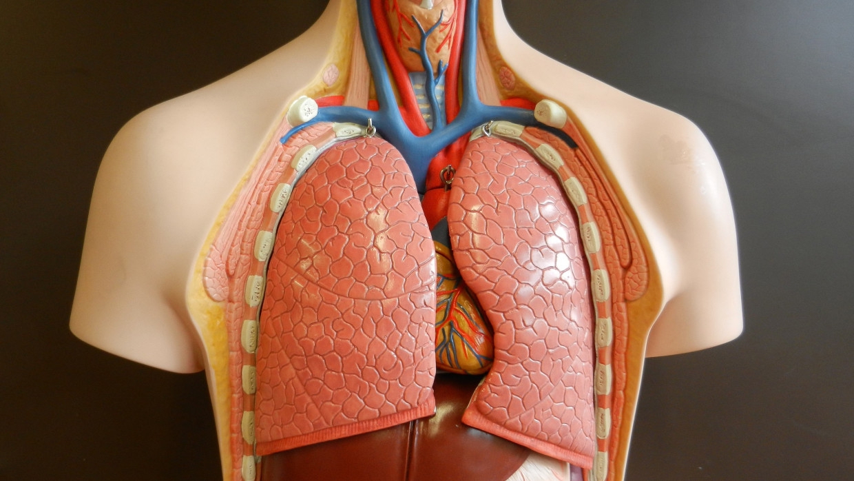 Eurekalert: болезни легких могут стать причиной внезапной смерти