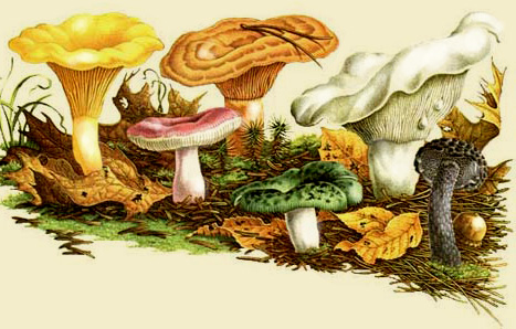 Картинки по запросу грибник и грибы рисунки