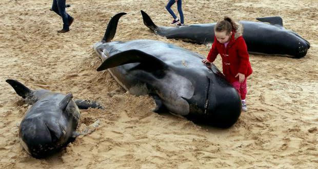 Как умирают киты и почему это происходит? Кто виноват в смерти этих животных