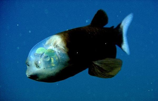 Рыба с прозрачной головой обладает уникальной оптической системой глаз