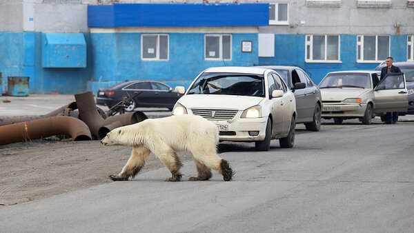 7 диких животных, которых можно встретить в российских городах животные,интересное,природа,Россия