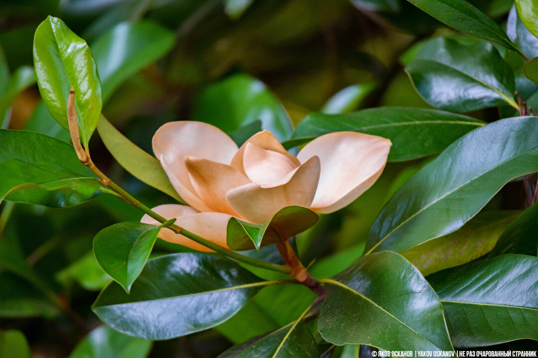 Почему я делю берег Чёрного моря на до Туапсе и после Почему я делю берег Чёрного моря на до Туапсе и после отдых,отпуск,Россия