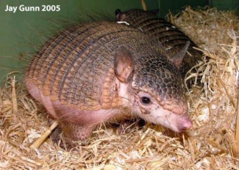 25 самых необычных животных в мире (25 фото)