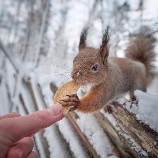 20 снимков фотографа, с которым дружат животные