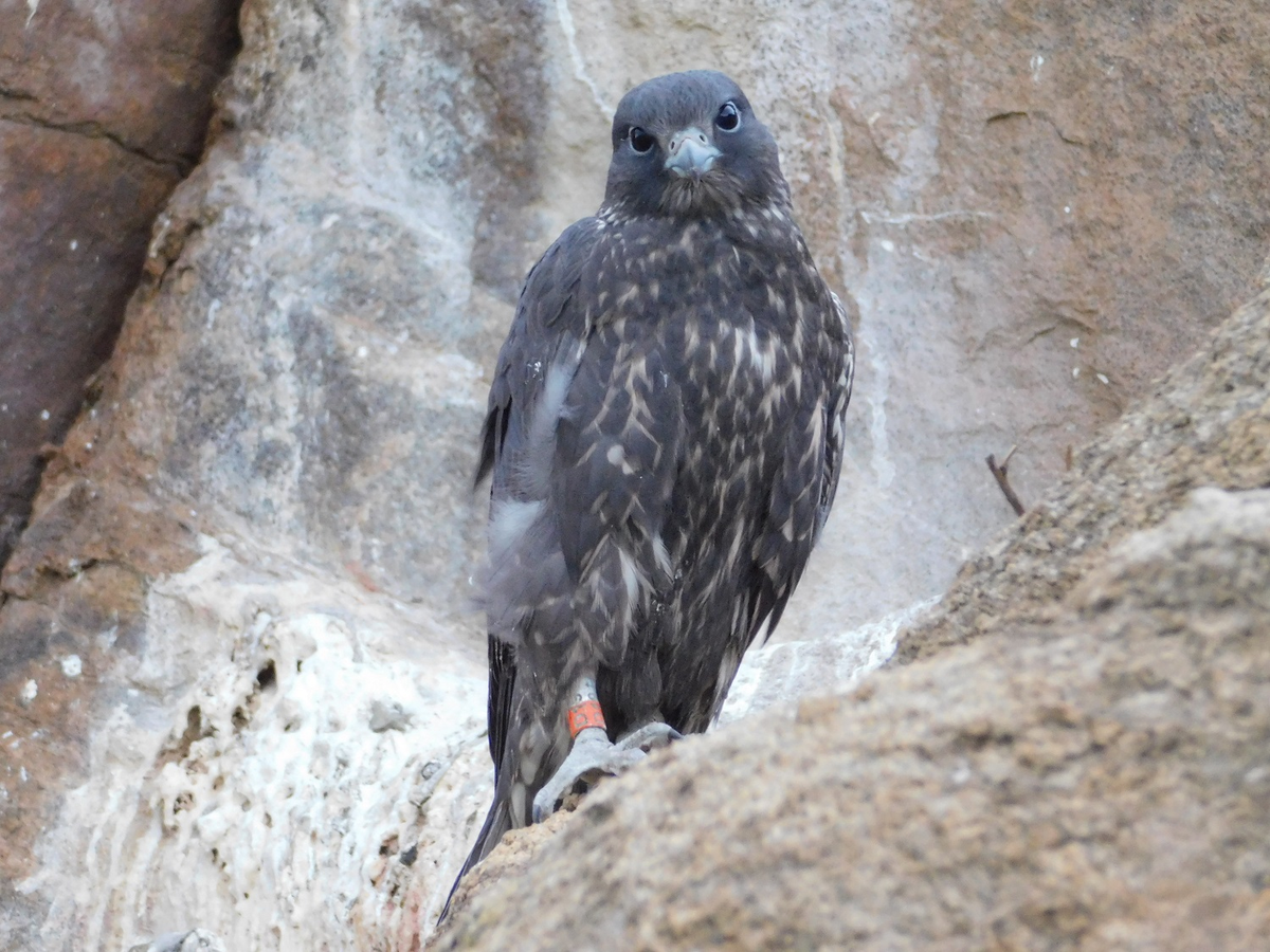 Особенно ценится чёрный алтайский балобан. Во-первых, из-за своей необычной окраски. Во-вторых, считается, что он сильнее и ловчее обычных. 