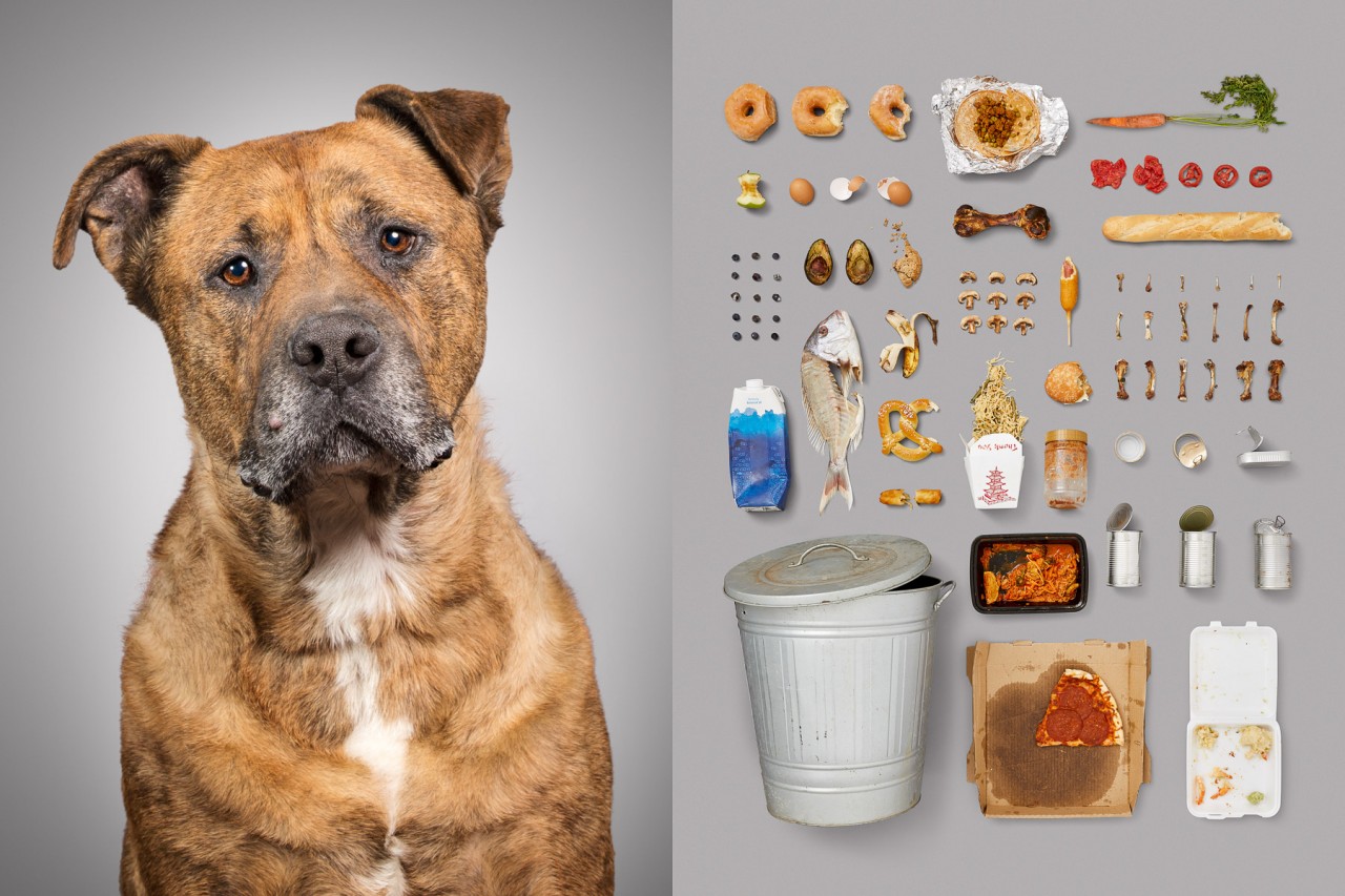 Фотопроект о жизни собак рядом с их любимыми вещами
