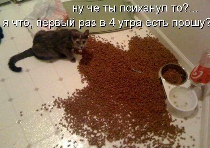 Картинки котяр с смешными надписями  